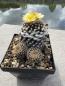 Preview: Copiapoa hypogaea